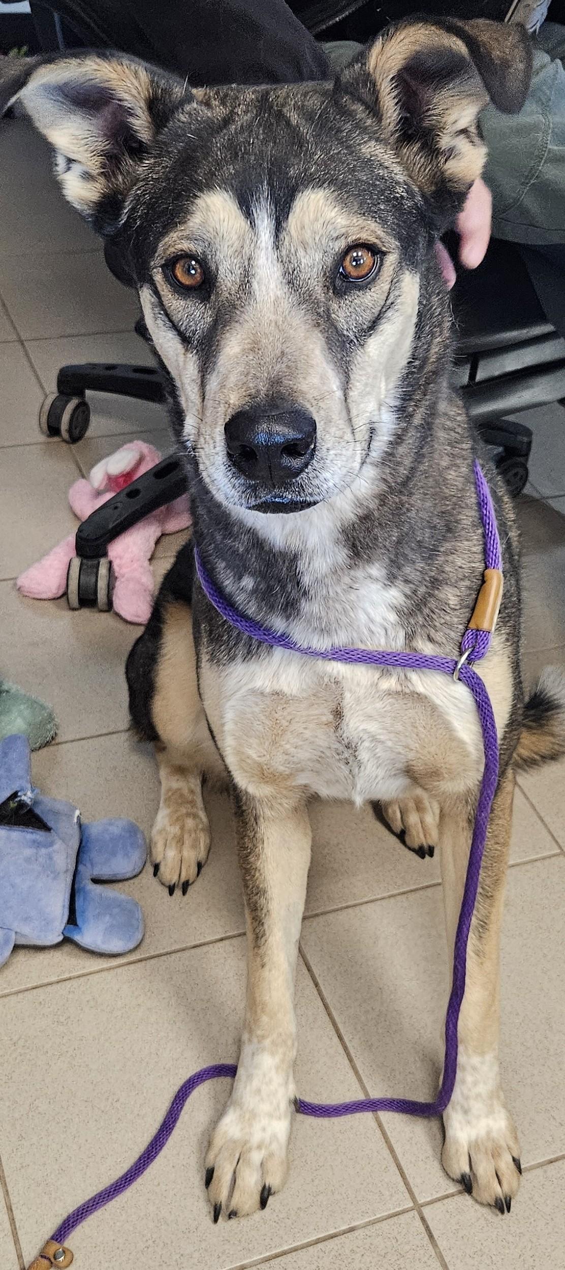 Enlarge Teddy, a ADOPTABLE mixed breed in Edgewood, NM image 1/3