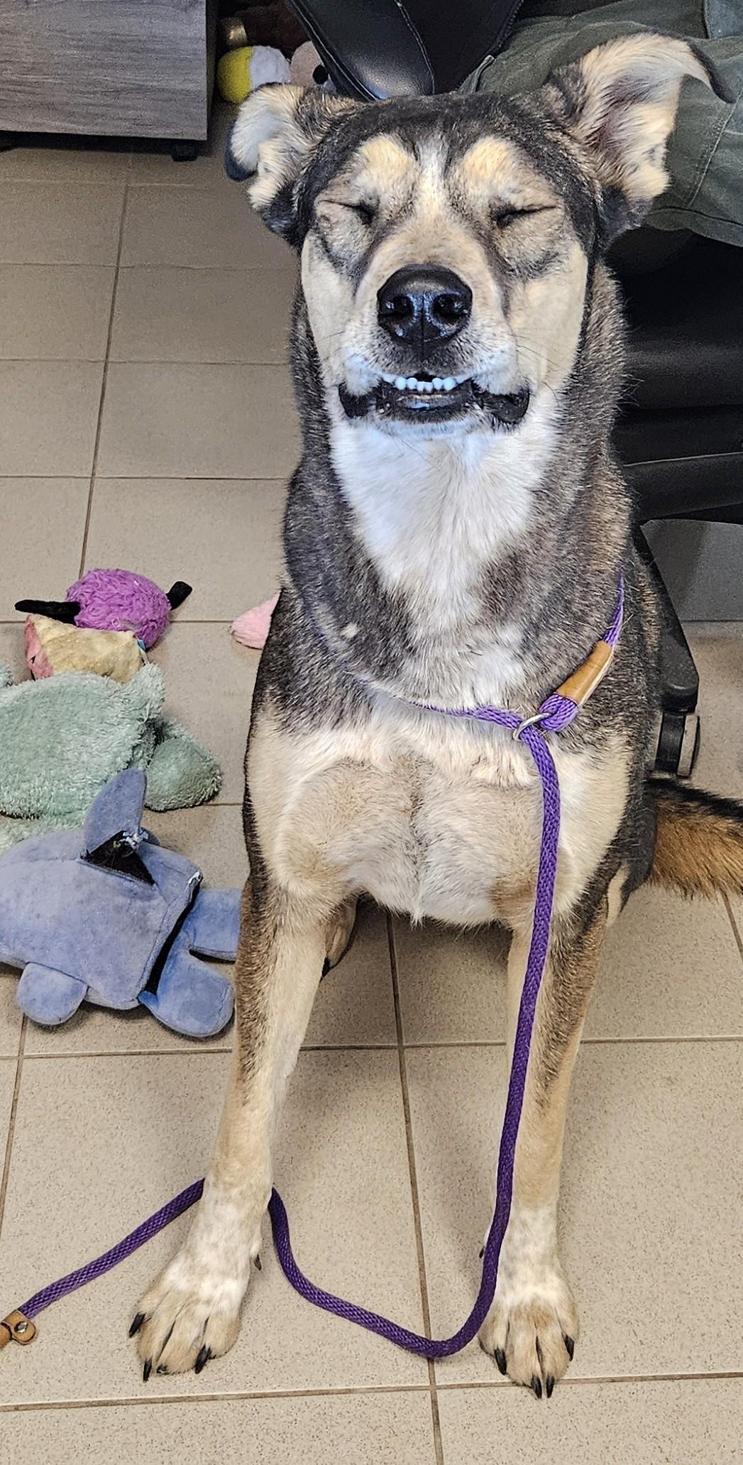 Enlarge Teddy, a ADOPTABLE mixed breed in Edgewood, NM image 3/3