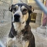 Enlarge Teddy, a ADOPTABLE mixed breed in Edgewood, NM image 2/3