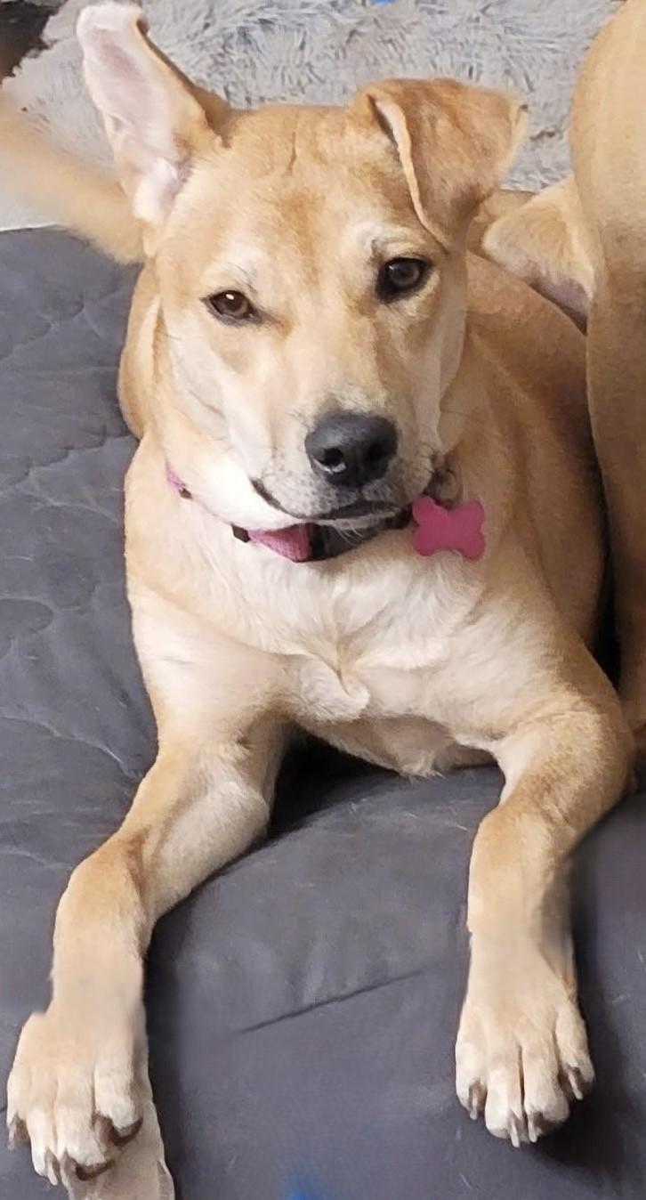 HAZEL, a Adoptable mixed breed in fort worth, TX image 2/6