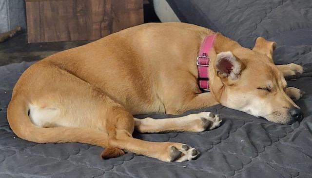 HAZEL, a Adoptable mixed breed in fort worth, TX image 3/6