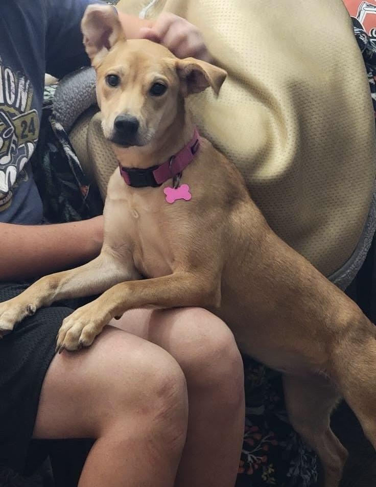 HAZEL, Adoptable, Young Female Black Mouth Cur.