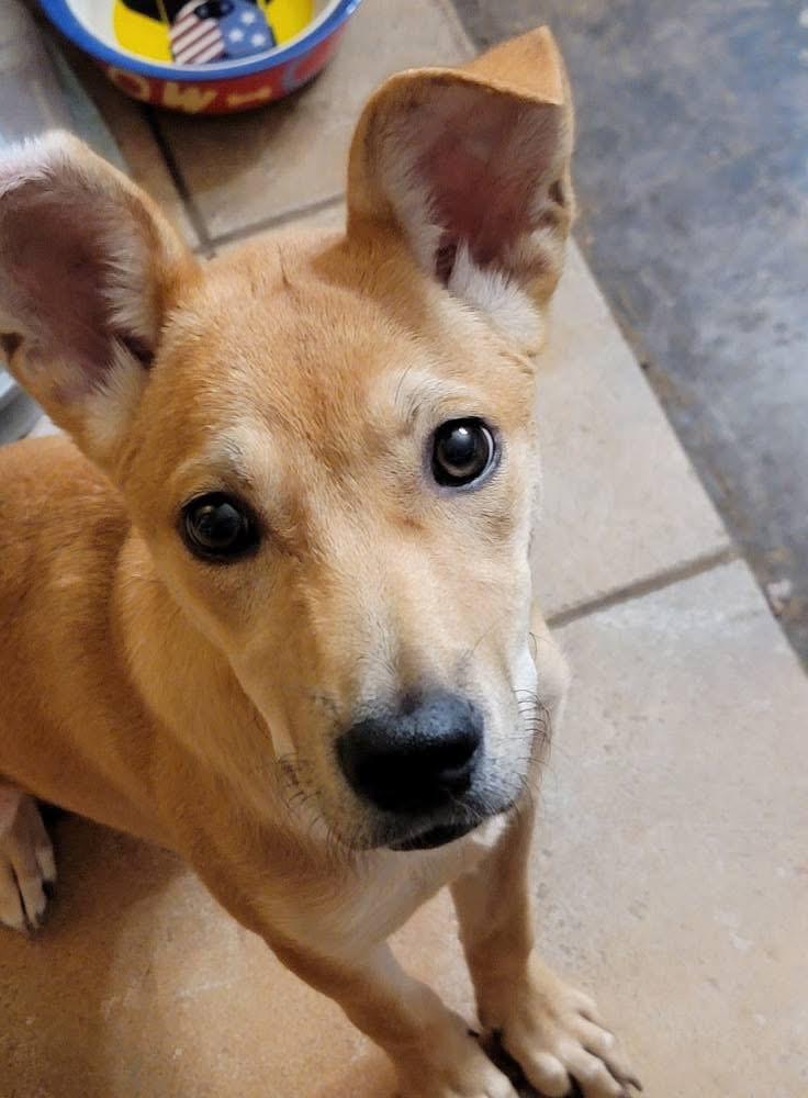 HAZEL, a Adoptable mixed breed in fort worth, TX image 6/6