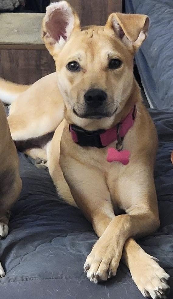 HAZEL, a Adoptable mixed breed in fort worth, TX image 4/6