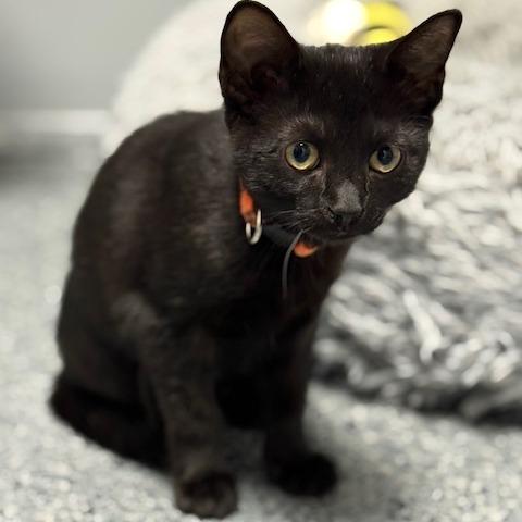 Enlarge Belle, a ADOPTABLE Domestic Short Hair in Circleville, OH image 1/1