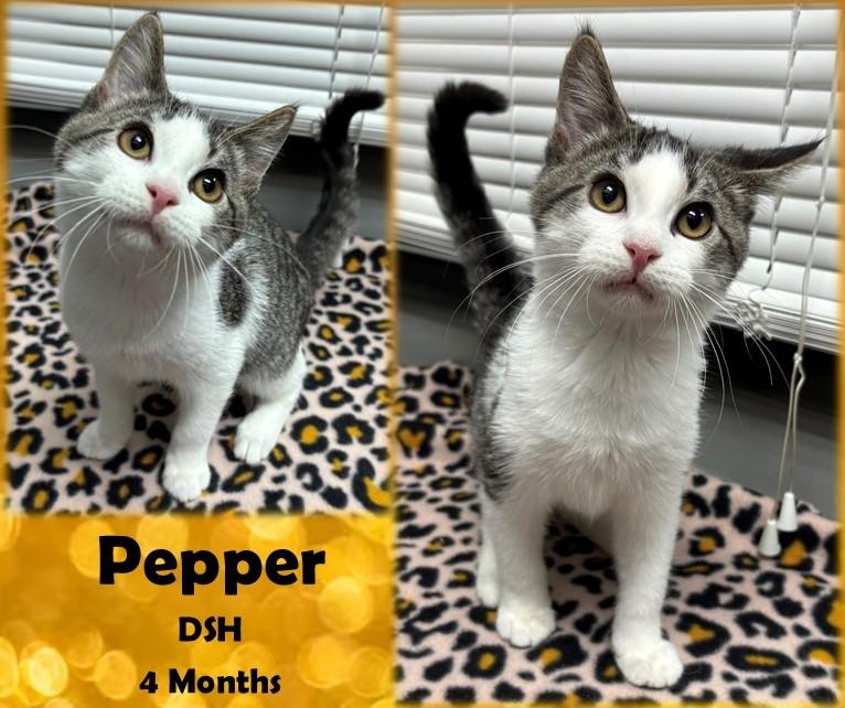 Pepper