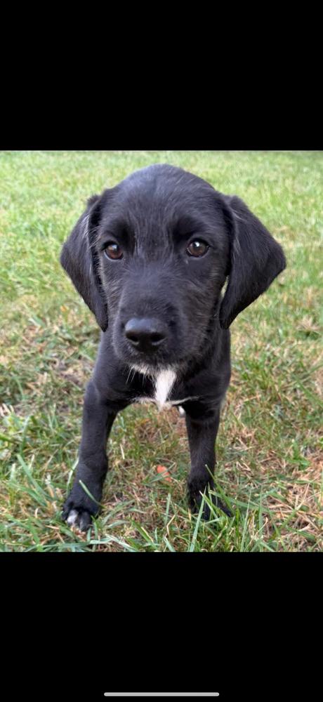 Penny, Adoptable, Puppy Female Labrador Retriever & Terrier.