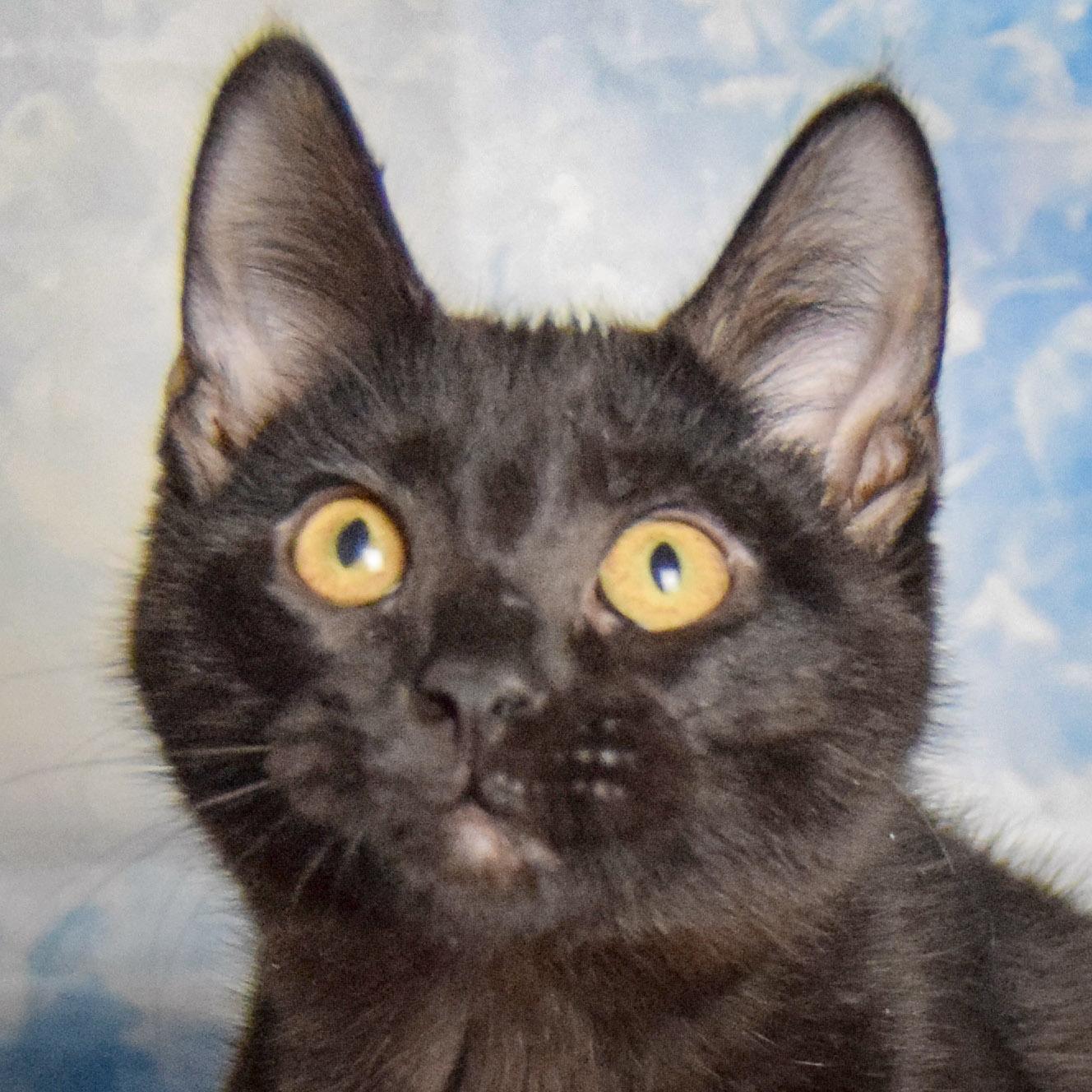 Beans, adopted, Kitten Male Bombay & Domestic Short Hair.