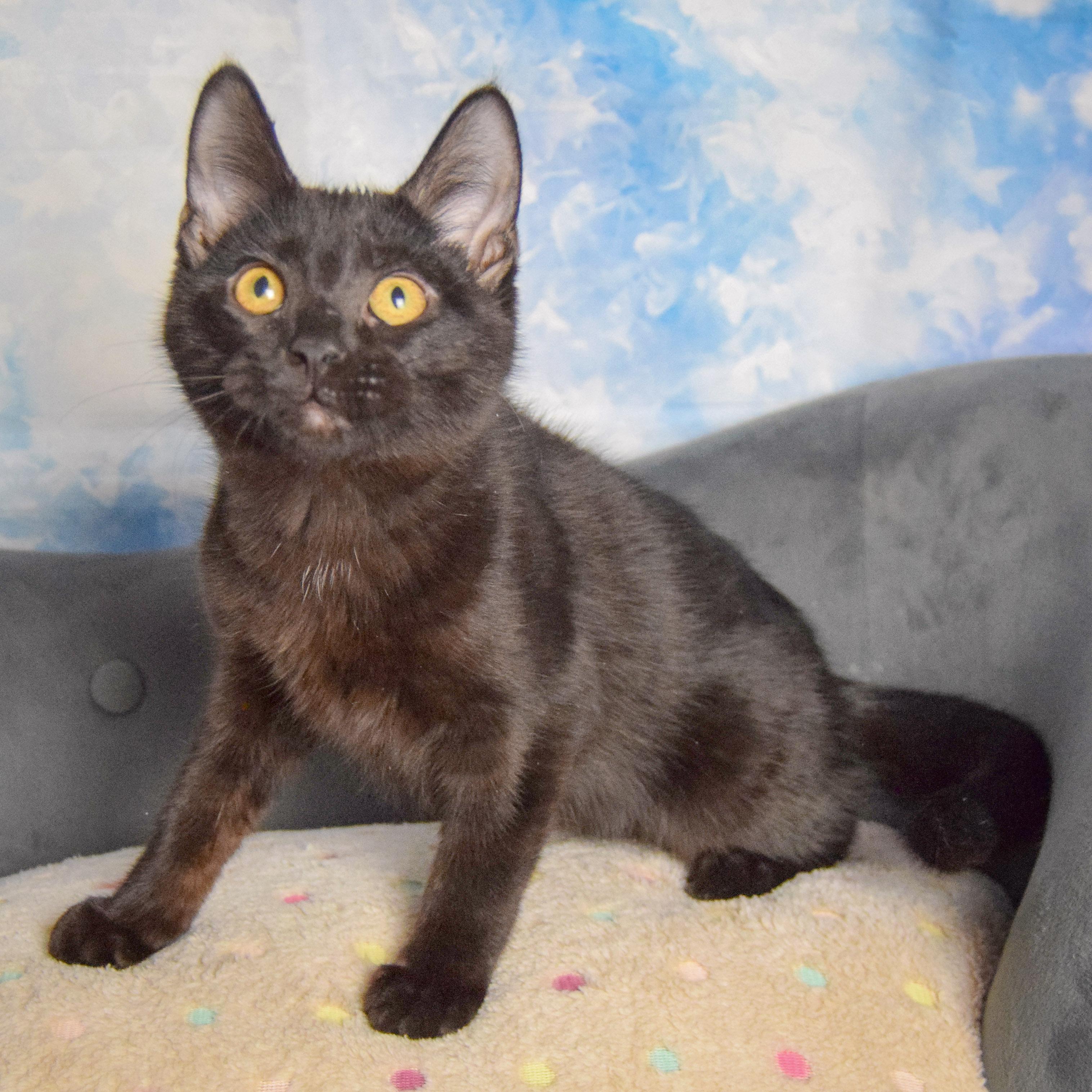 Enlarge Beans, an adopted mixed breed in Huntley, IL image 4/4