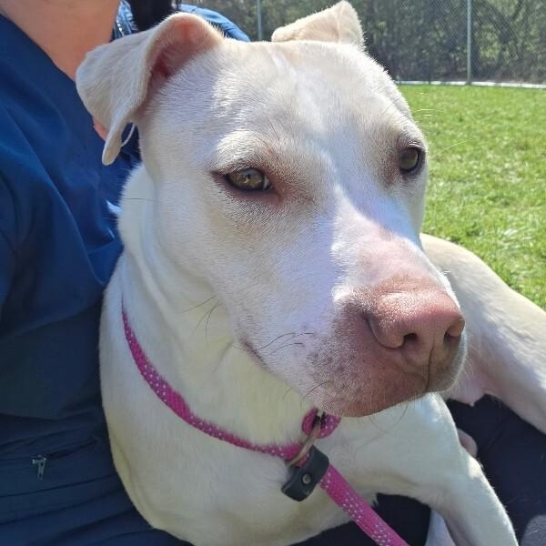 Enlarge Blossom, a ADOPTABLE mixed breed in Saint Charles, MO image 2/2