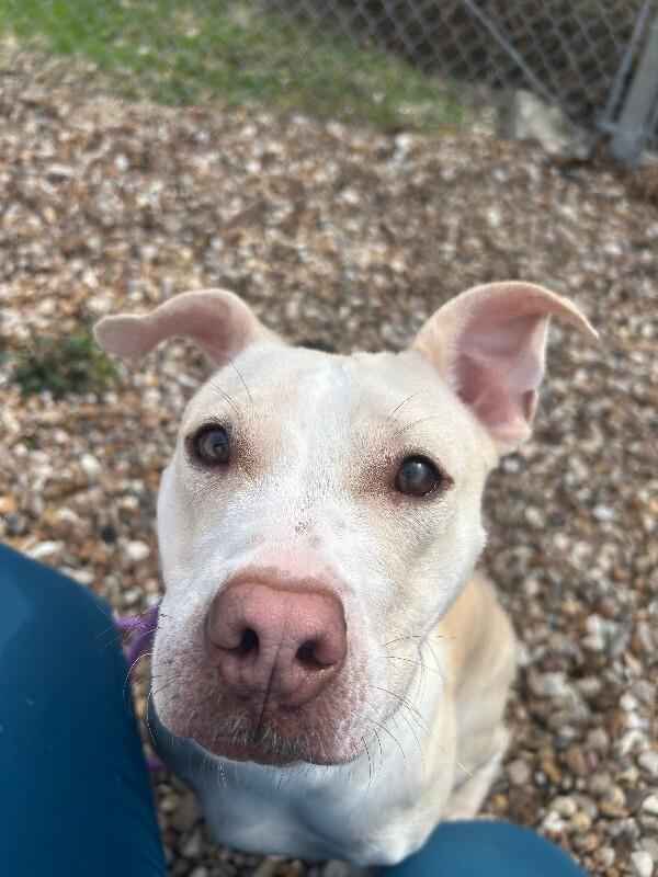 Enlarge Blossom, a ADOPTABLE mixed breed in Saint Charles, MO image 1/2