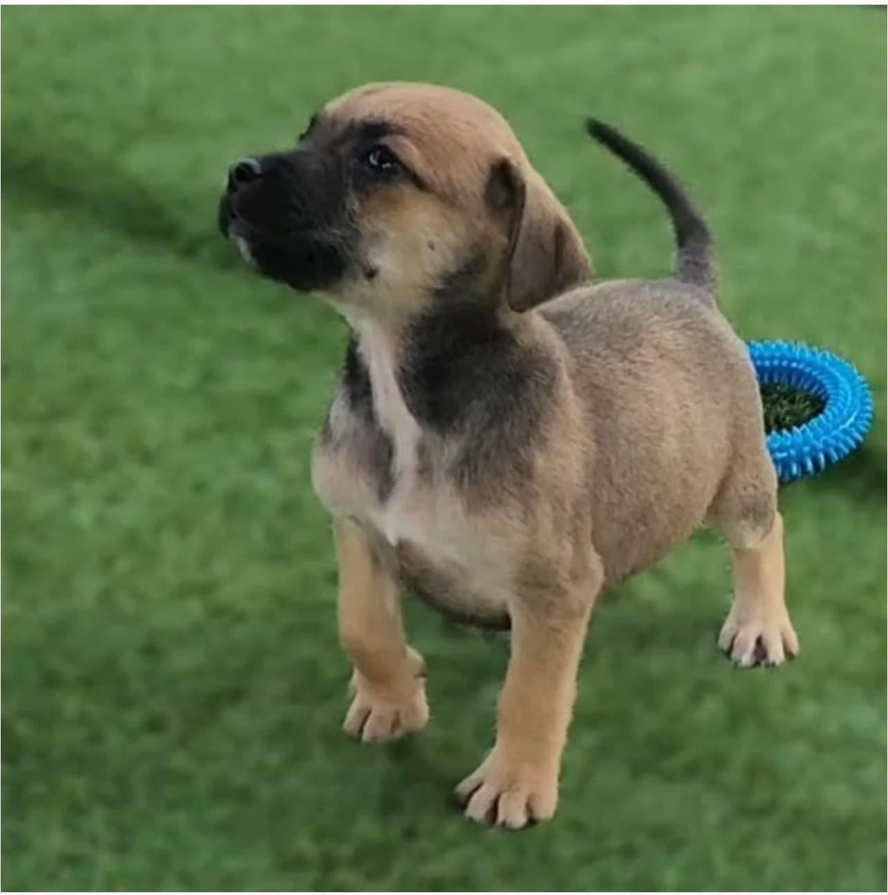 Dog for adoption Chante, a Boxer Mix in New Haven, CT Petfinder