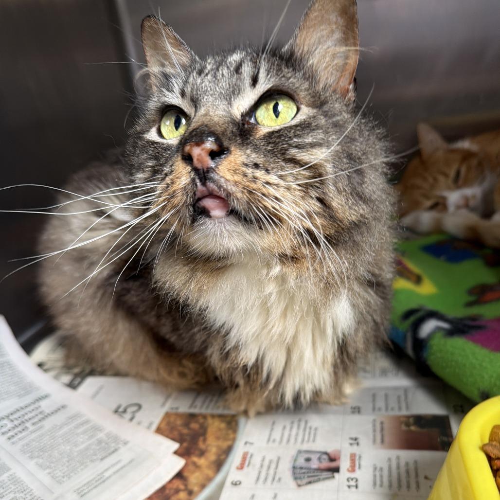 Bailey, Adoptable, Senior Female Domestic Long Hair.