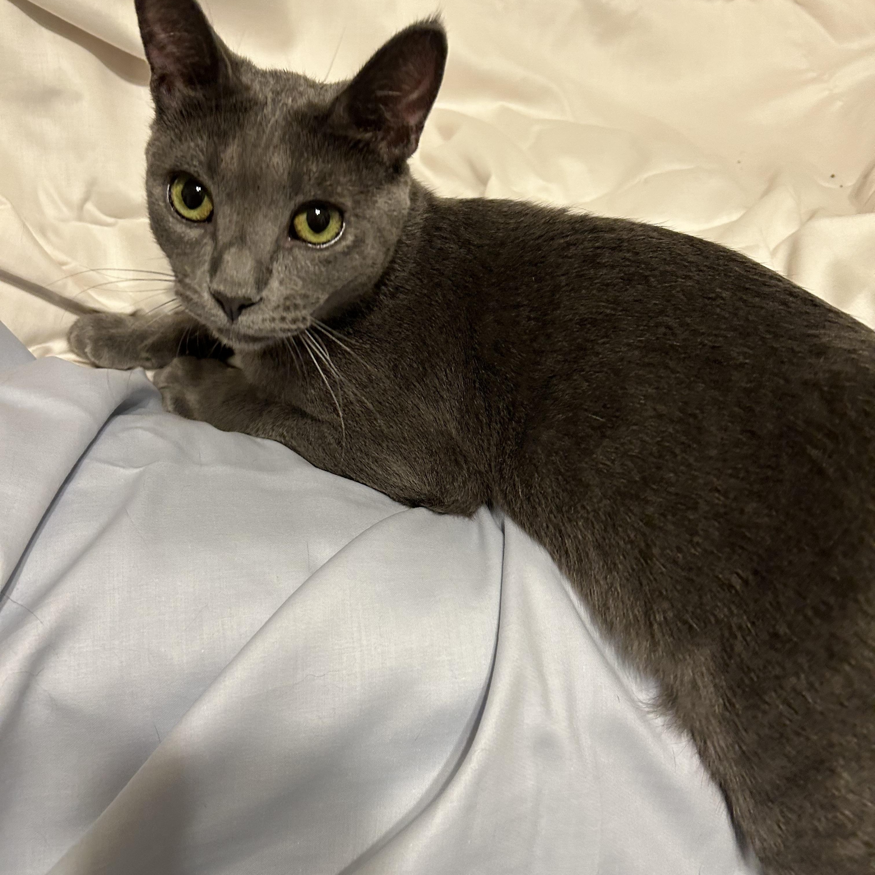 Shiloh, adoptable, Young Male Russian Blue & Domestic Short Hair.