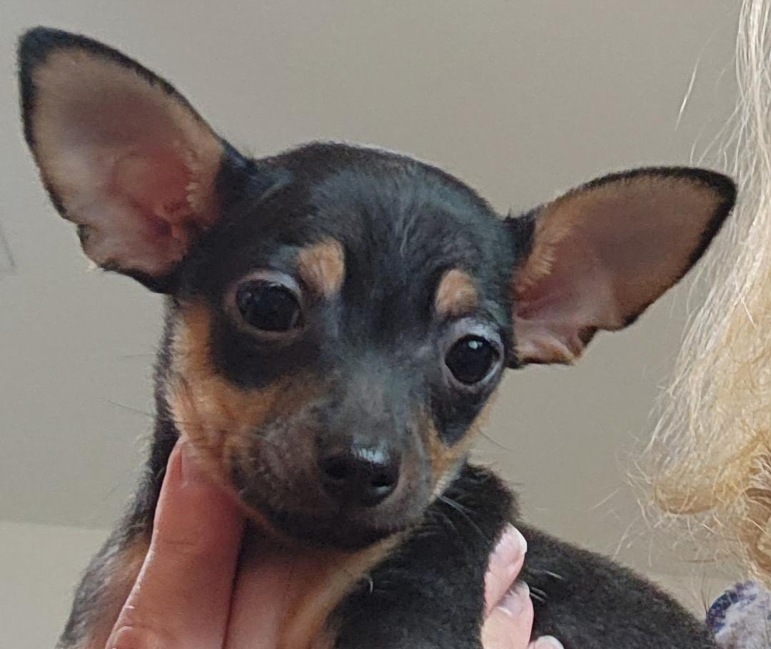 Orion, an adopted Chihuahua in Gulfport, FL_image-1