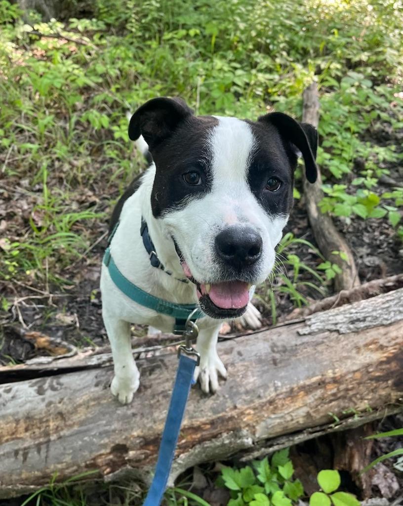 Enlarge Jett, a Adoptable American Staffordshire Terrier in Ewing, NJ image 1/2