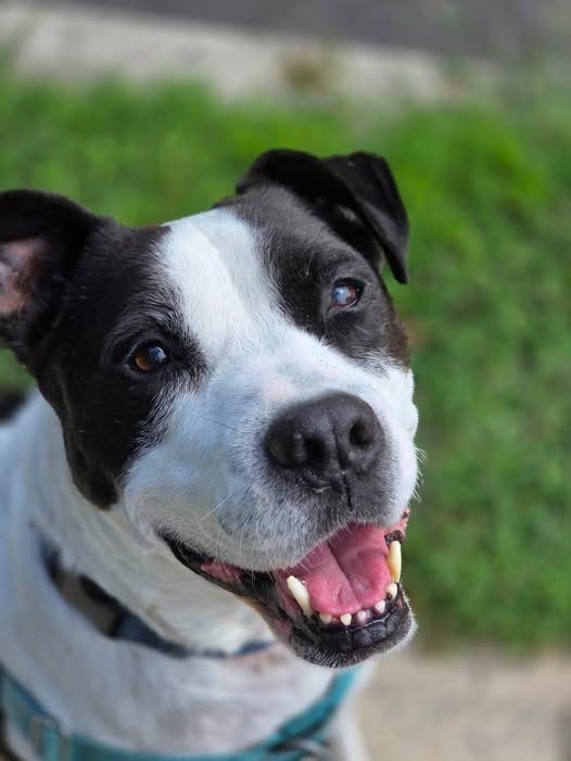 Enlarge Jett, a Adoptable American Staffordshire Terrier in Ewing, NJ image 1/4