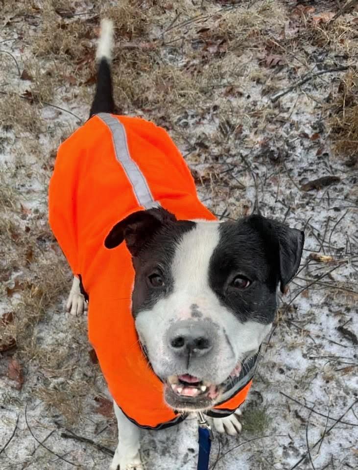 Jett, a Adoptable American Staffordshire Terrier in Ewing, NJ image 2/2