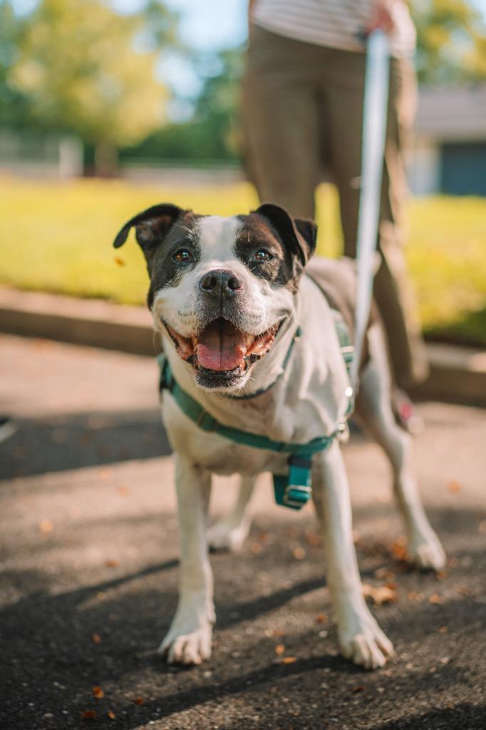 Enlarge Jett, a Adoptable American Staffordshire Terrier in Ewing, NJ image 3/3