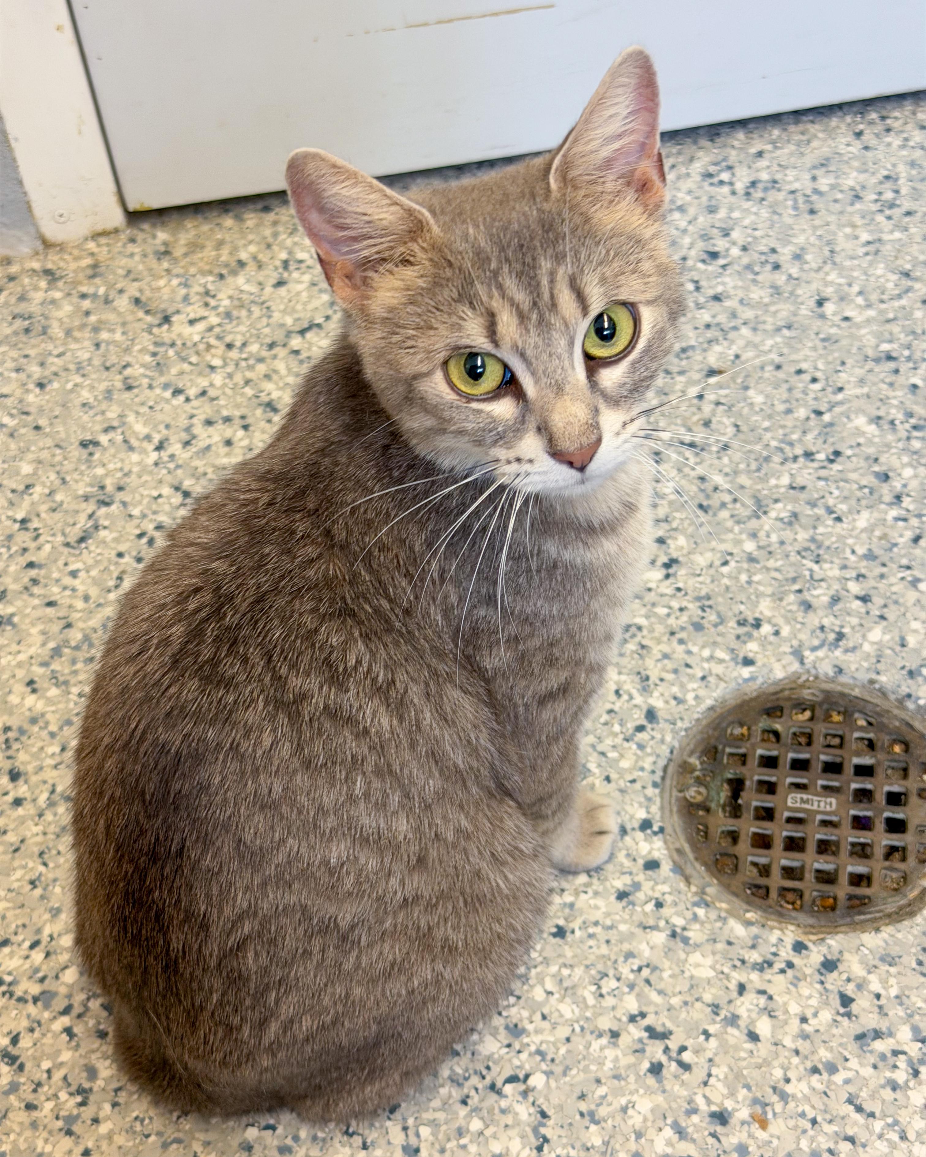 Rosie, adopted, Young Female American Shorthair.