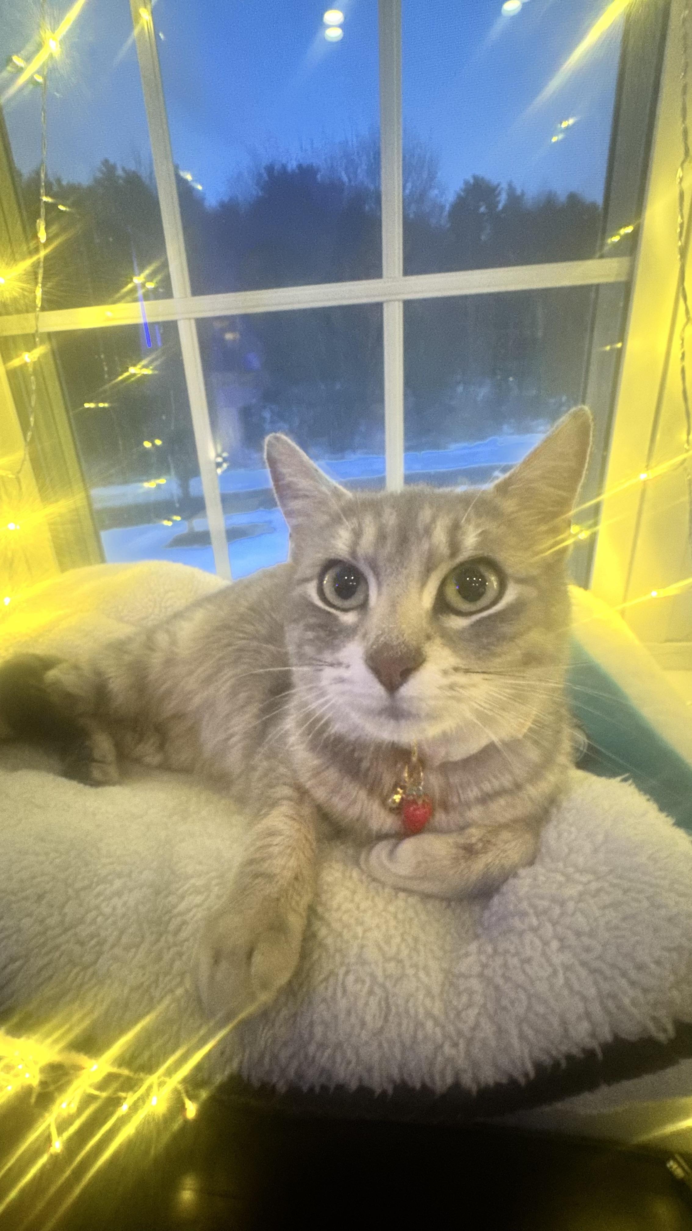 Enlarge Rosie, an adopted American Shorthair in Scituate, MA image 2/3