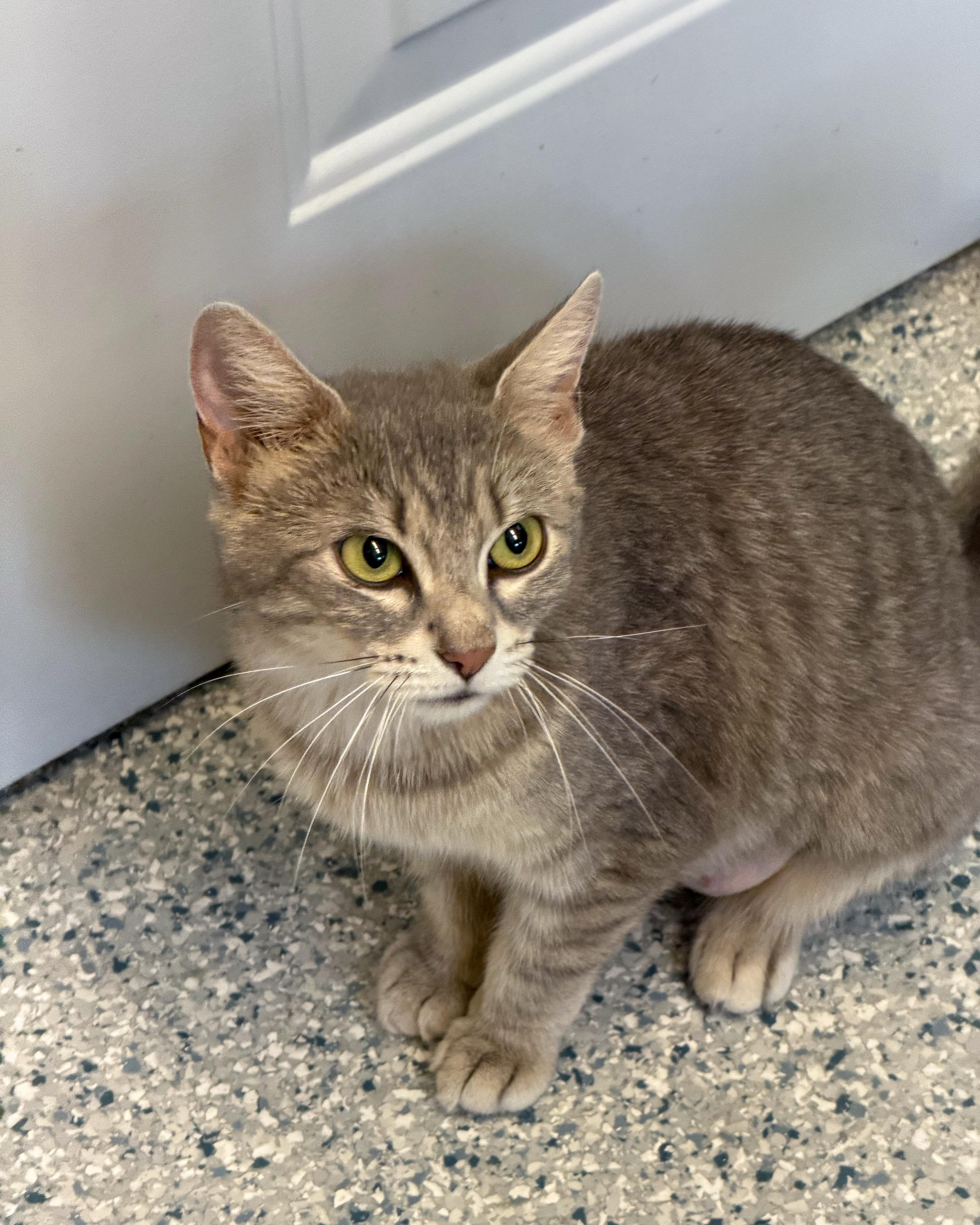 Enlarge Rosie, an adopted American Shorthair in Scituate, MA image 3/3