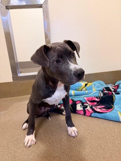 Enlarge Baker, a Adoptable mixed breed in Everett, WA image 1/1