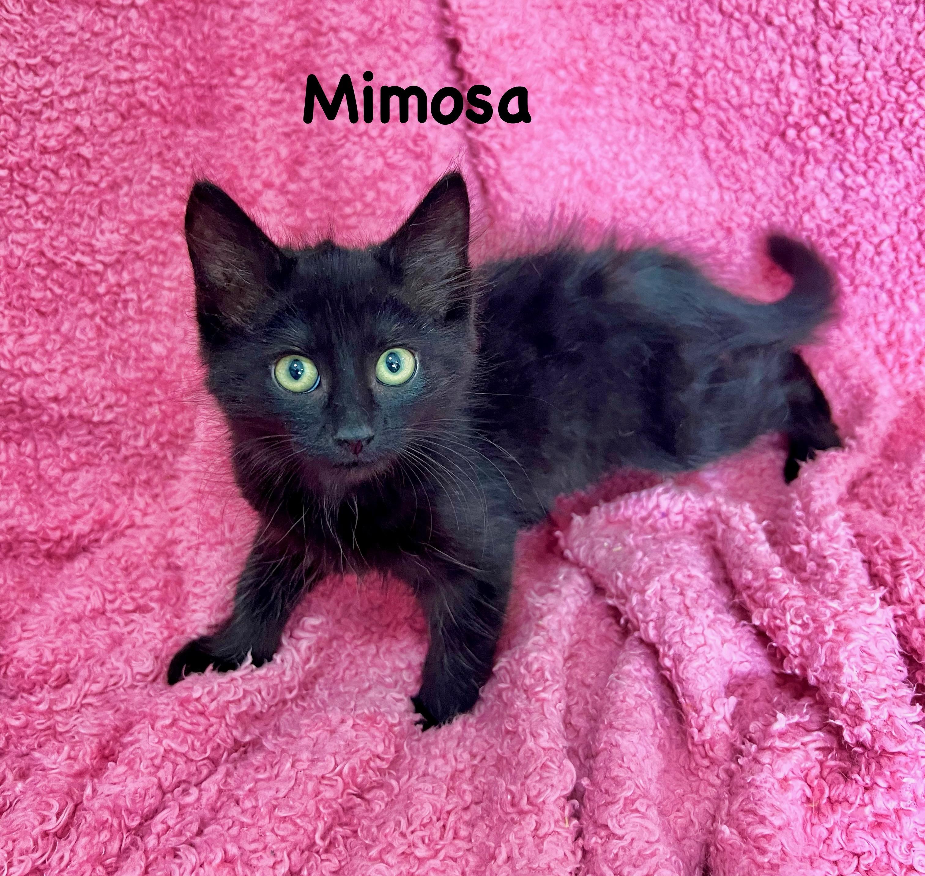 Mimosa, Baby Female Maine Coon