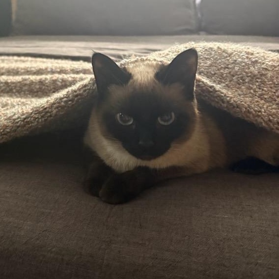 Veronica, an adopted Siamese in Fairborn, OH image 2/6