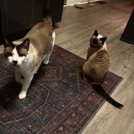 Veronica, an adopted Siamese in Fairborn, OH image 3/6