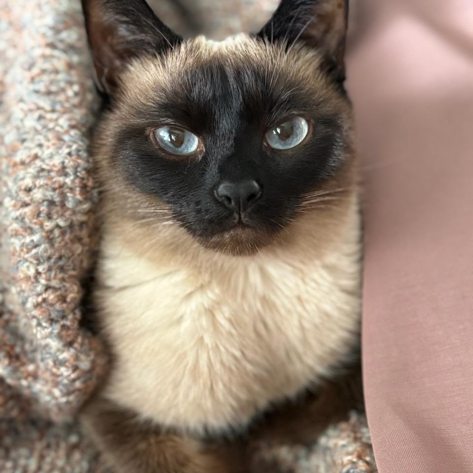 Veronica, adopted, Adult Female Siamese.