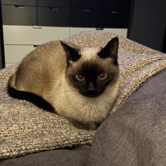 Veronica, an adopted Siamese in Fairborn, OH image 4/6