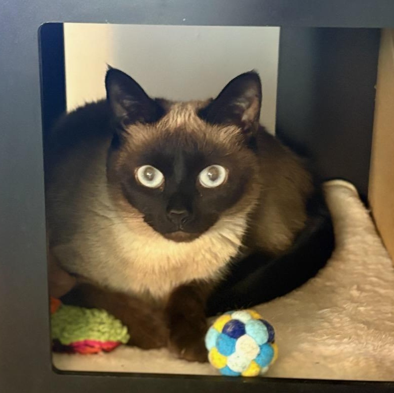 Veronica, an adopted Siamese in Fairborn, OH image 5/6
