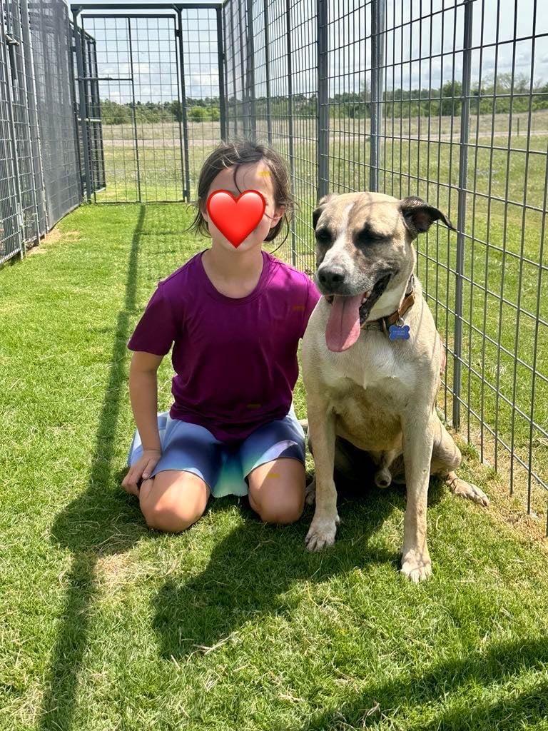 Nick, a Adoptable mixed breed in Temple, TX image 2/6