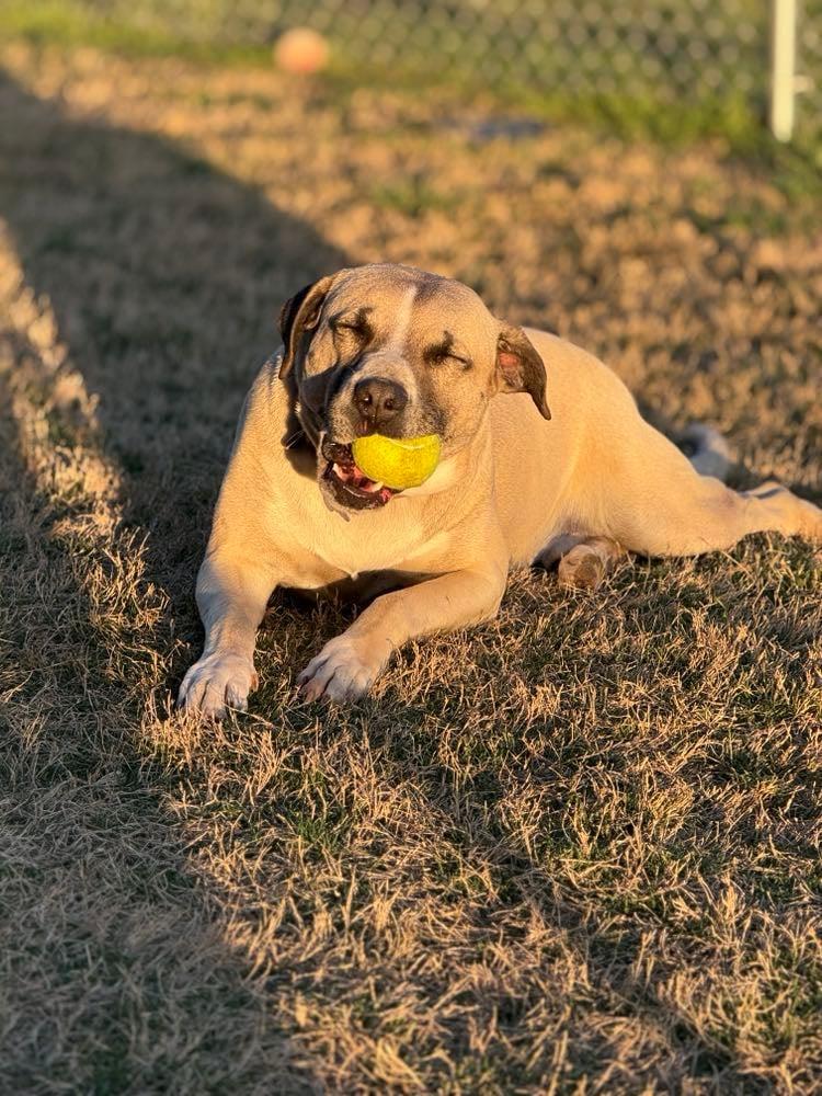 Nick, a Adoptable mixed breed in Temple, TX image 4/6