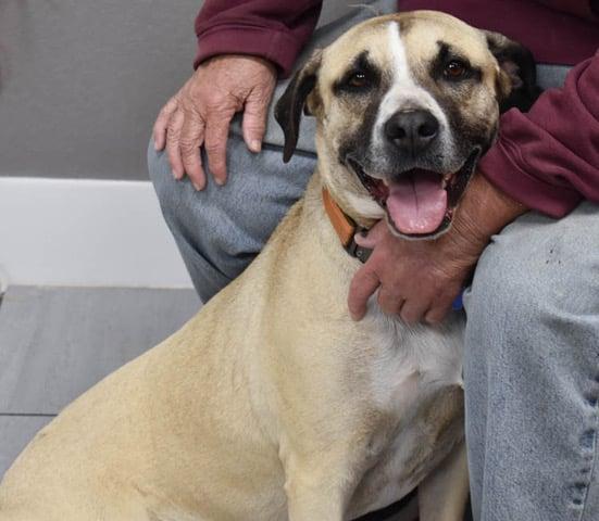 Nick, a Adoptable mixed breed in Temple, TX image 1/6