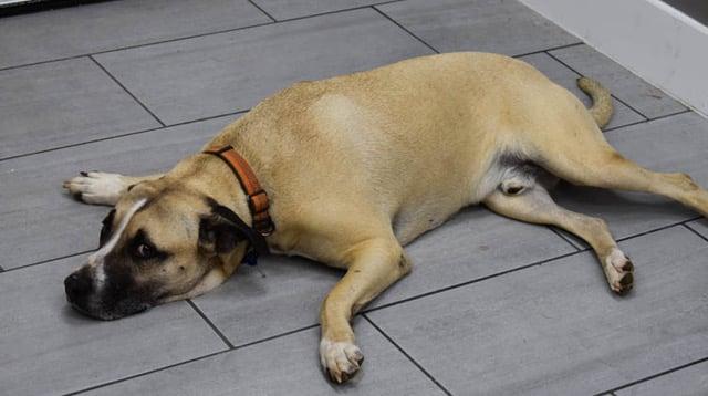 Nick, a Adoptable mixed breed in Temple, TX image 5/6