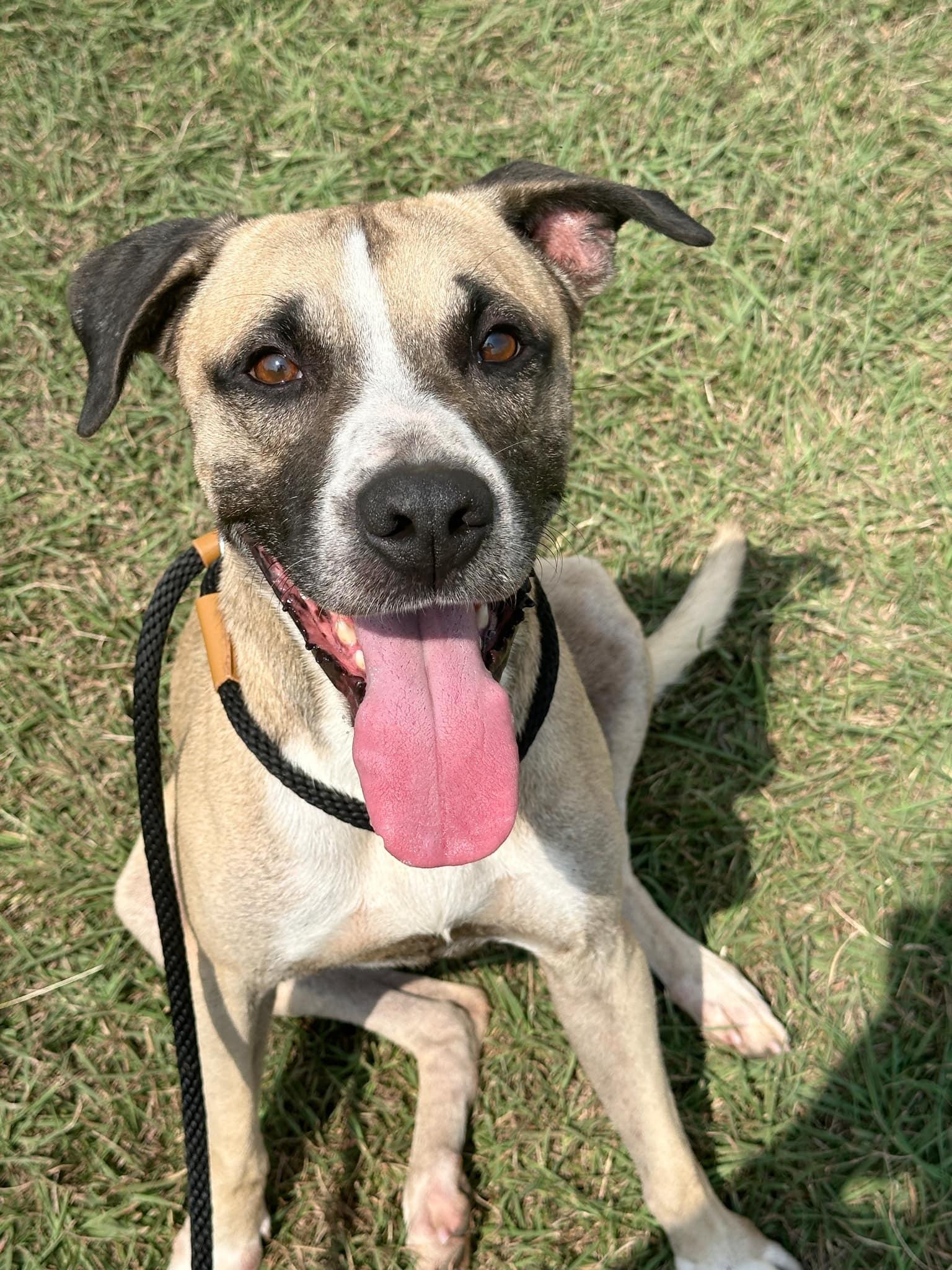 Nick, a Adoptable mixed breed in Temple, TX image 6/6