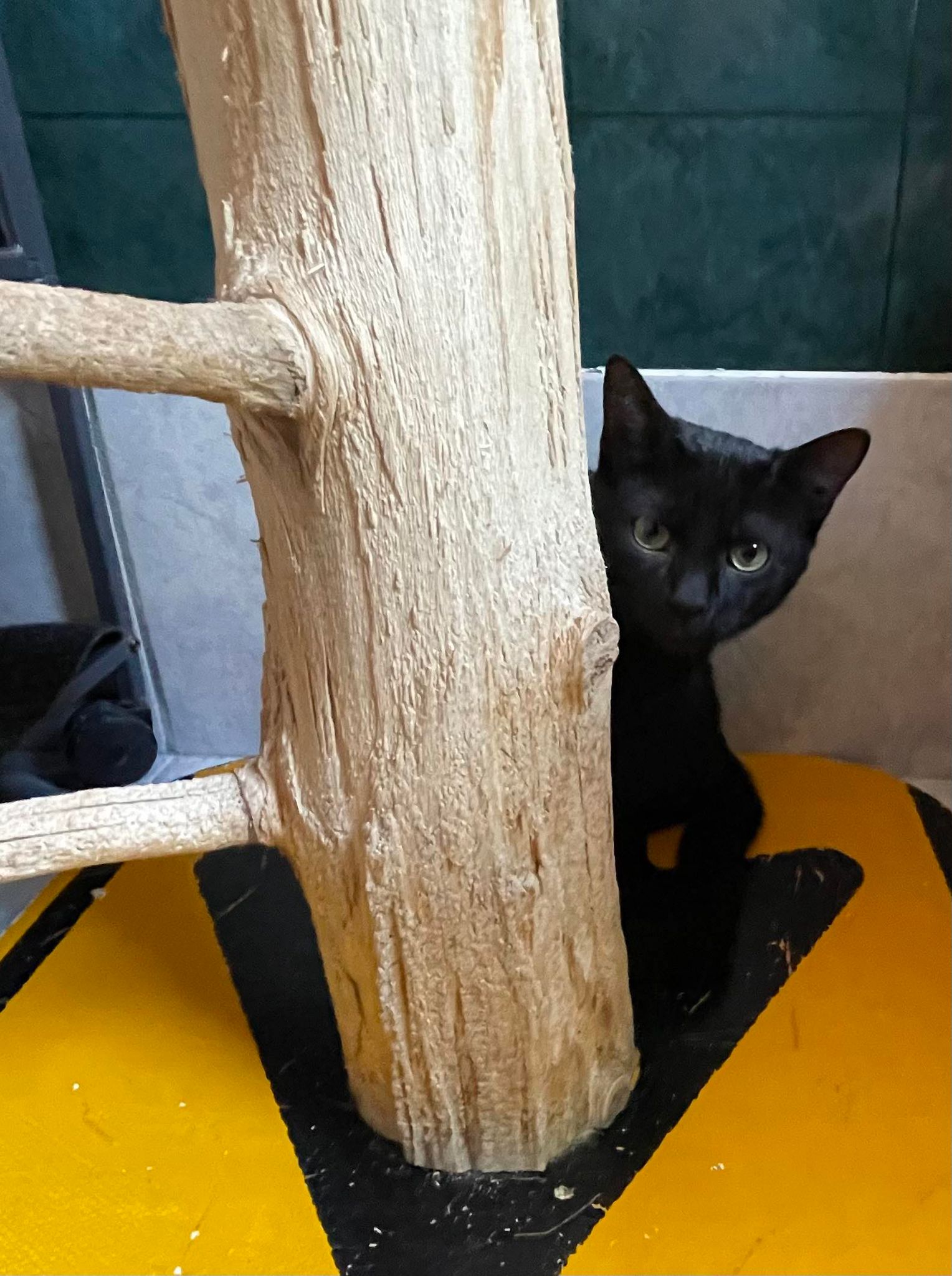 Enlarge Coal, a Adoptable Domestic Short Hair in Arthurette, NB image 1/1