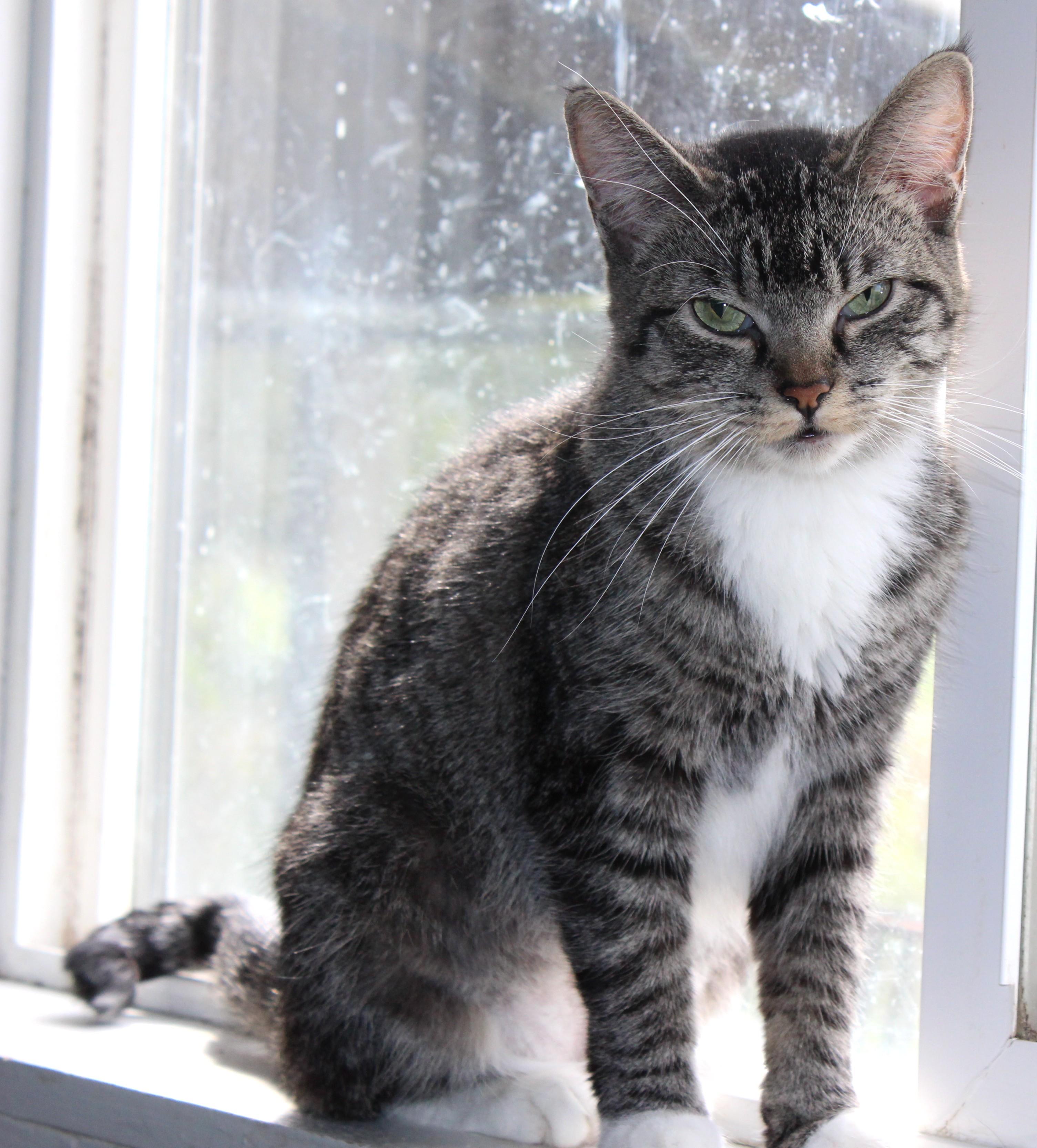 Enlarge Gnome, a Adoptable mixed breed in Huron, SD image 4/4