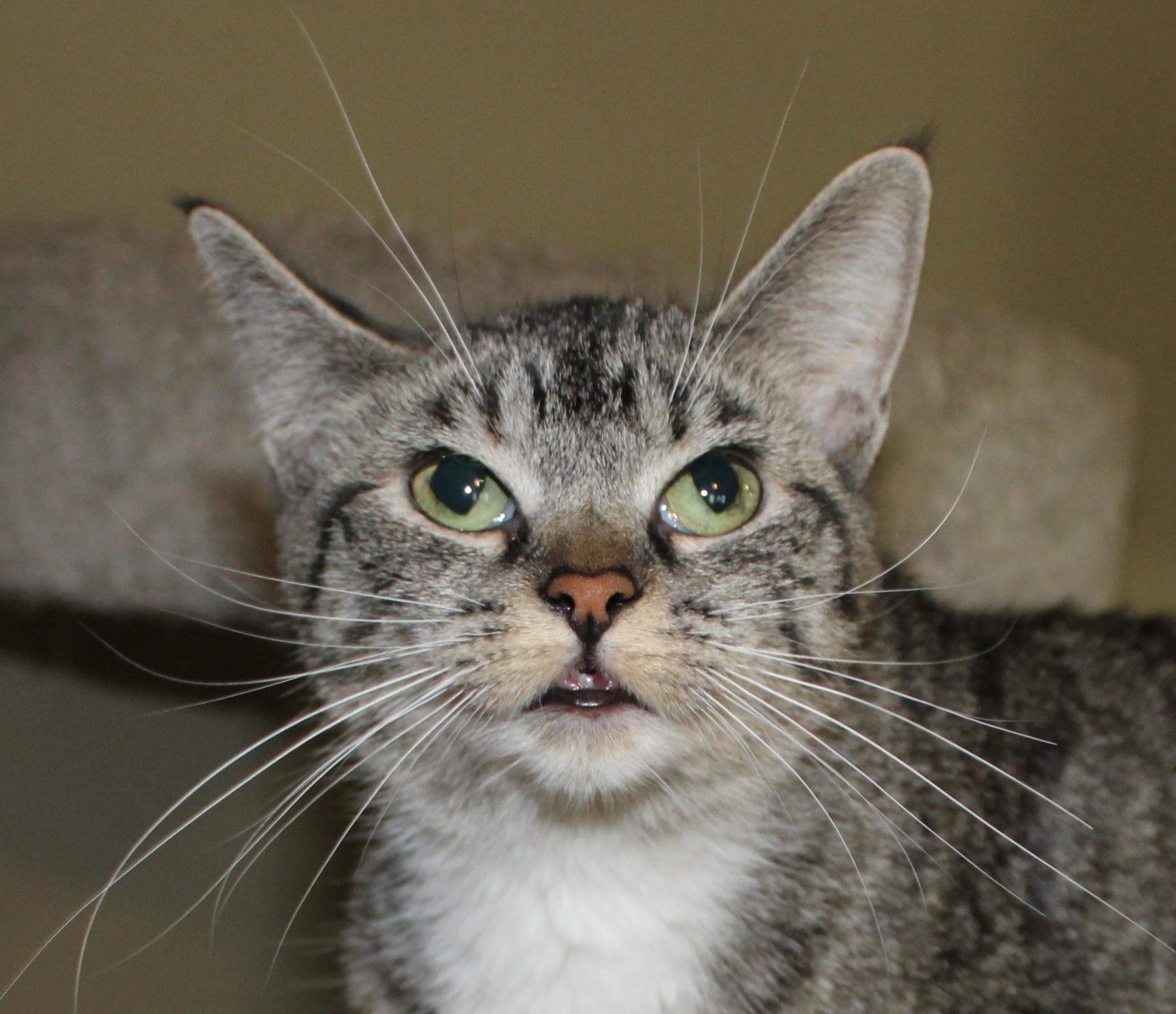 Enlarge Gnome, a Adoptable mixed breed in Huron, SD image 3/4