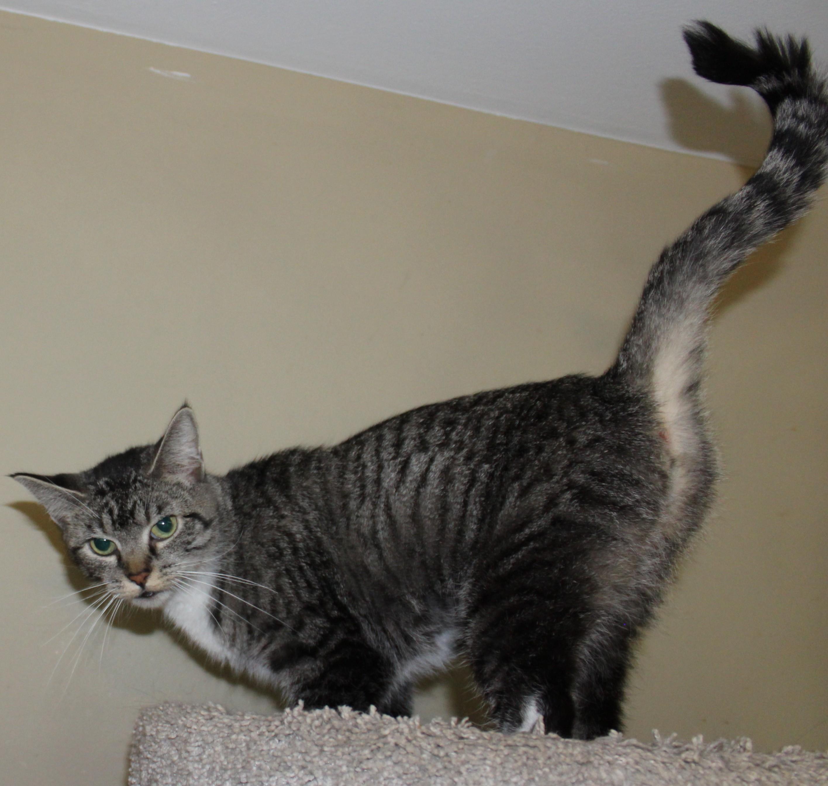 Enlarge Gnome, a Adoptable mixed breed in Huron, SD image 2/4