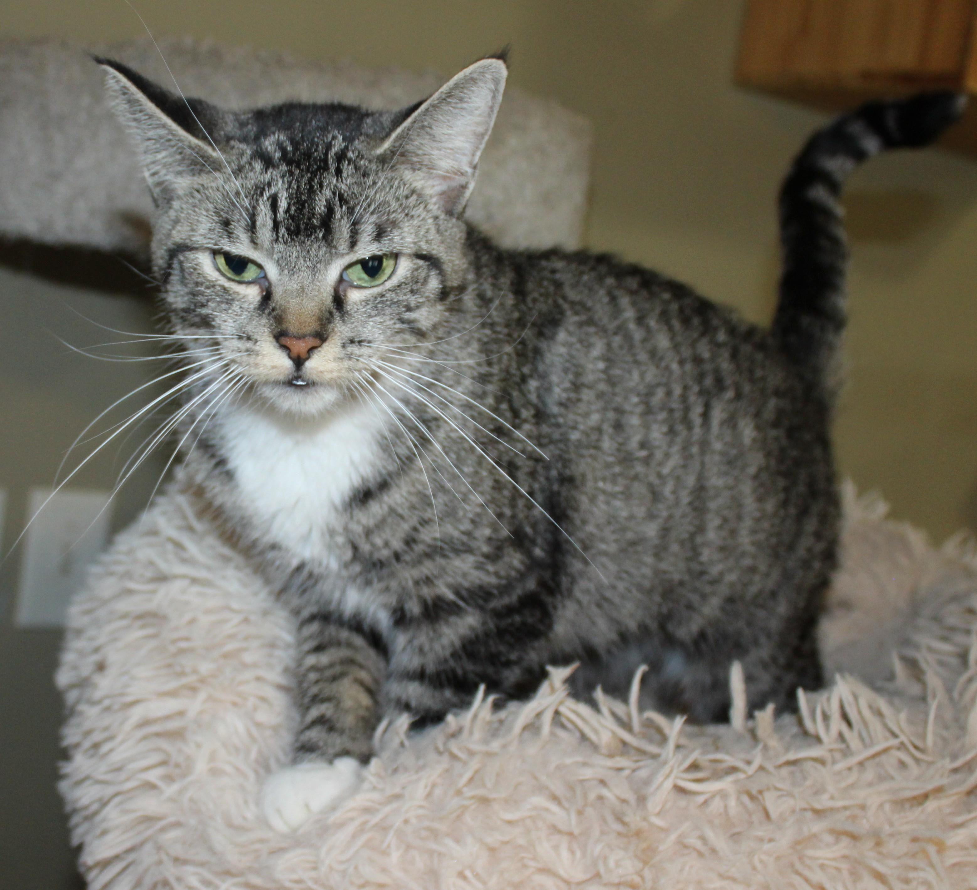 Gnome, Adoptable, Adult Female Domestic Short Hair.