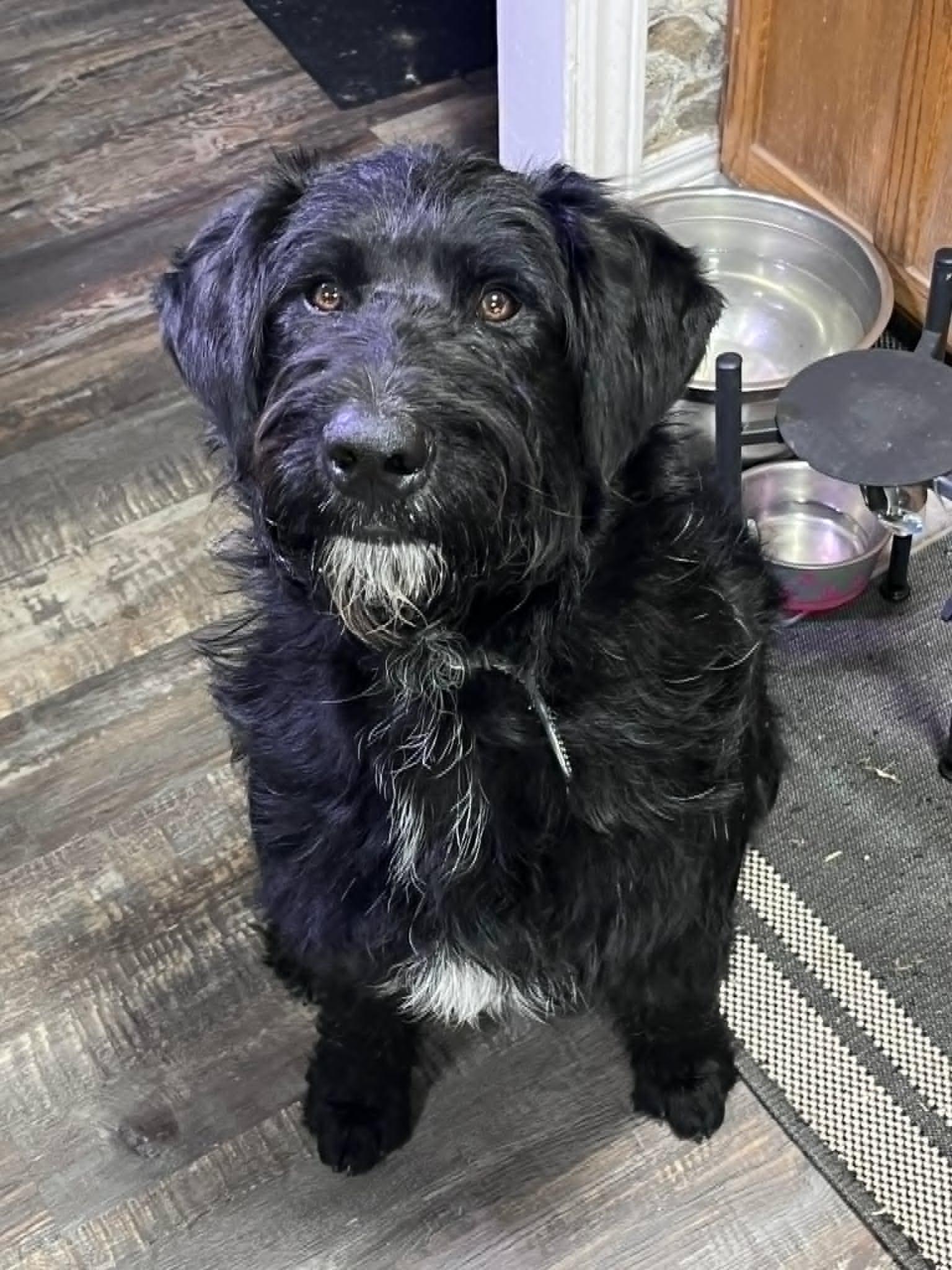Enlarge Tucker, an adopted Labradoodle in Chatham, ON image 1/1