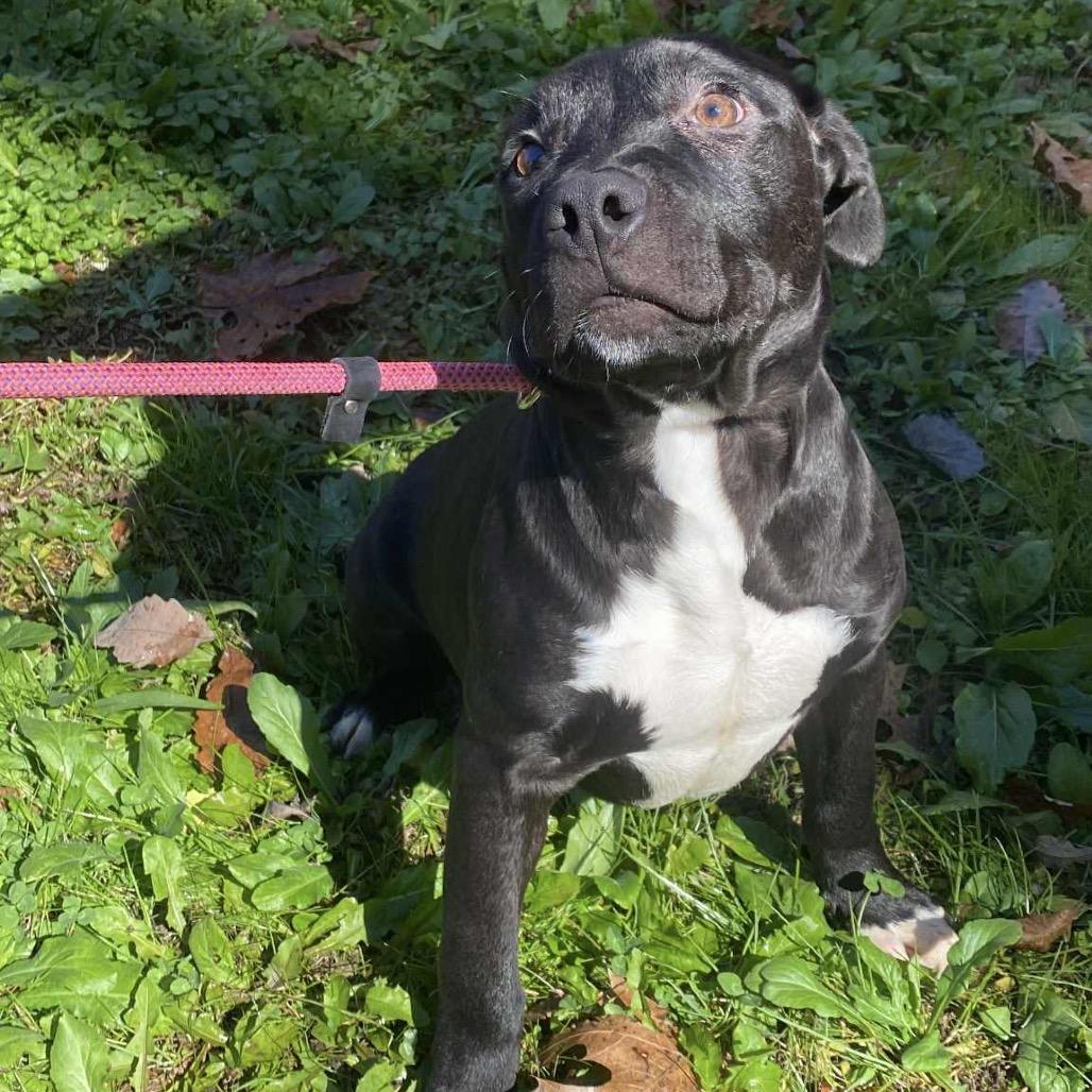 Dionysus, Adoptable, Young Male Mixed Breed & Mixed Breed.