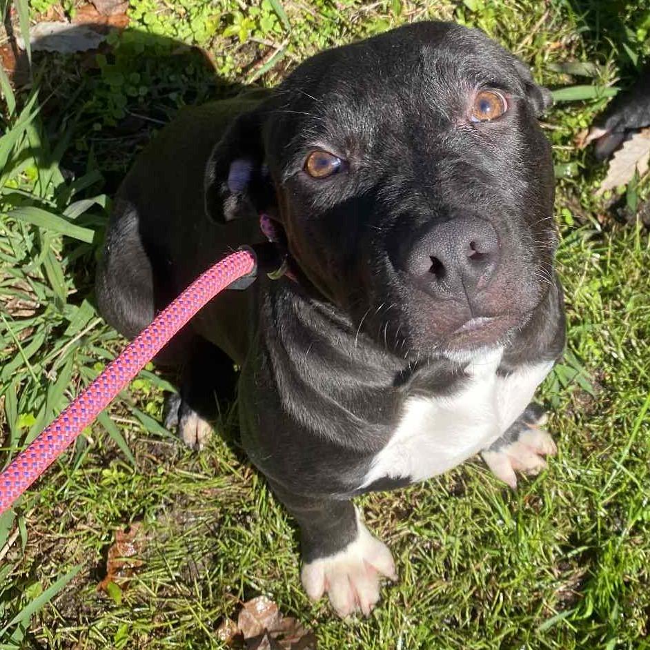 Enlarge Dionysus, a Adoptable mixed breed in Caryville, TN image 3/5