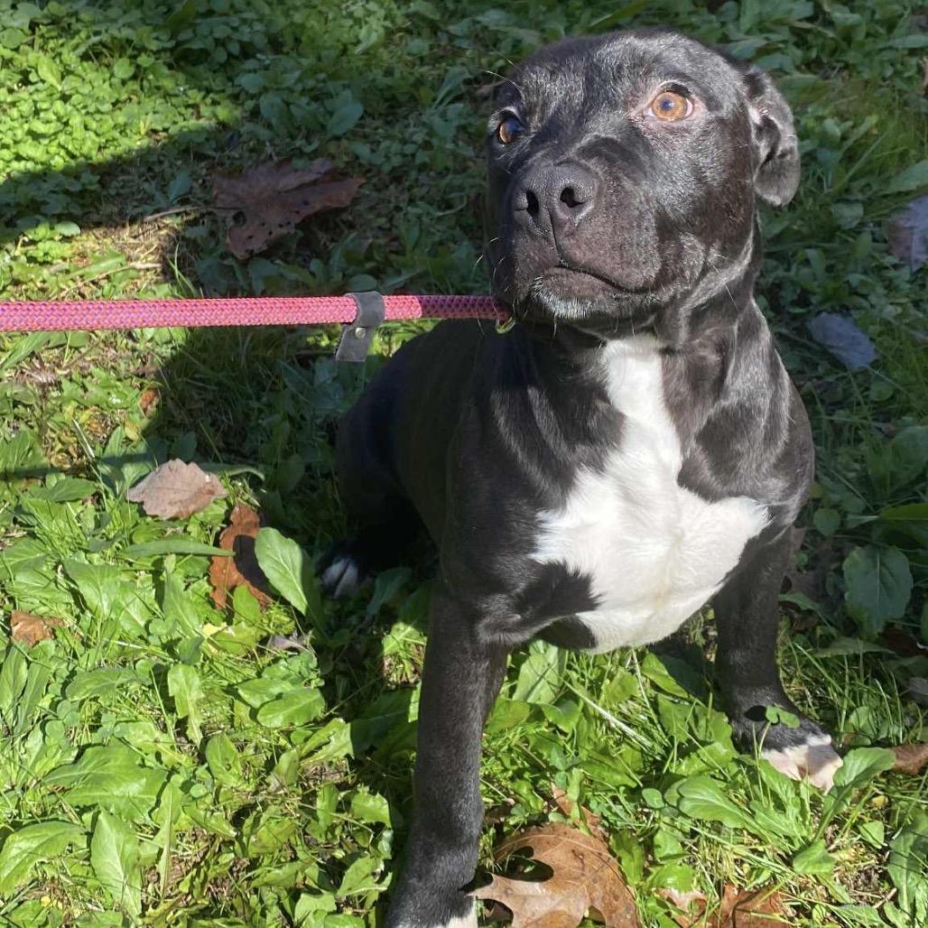 Enlarge Dionysus, a Adoptable mixed breed in Caryville, TN image 4/5