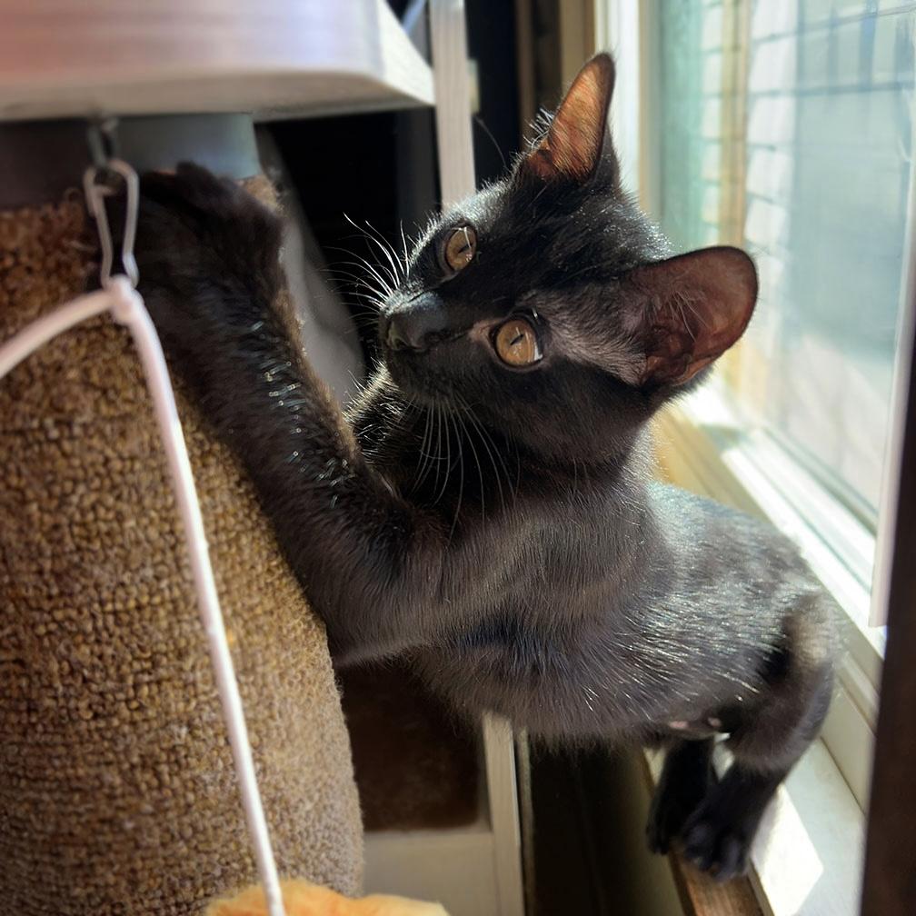 Enlarge Clea Sophia, a ADOPTABLE American Shorthair in Laguna Beach, CA image 4/6