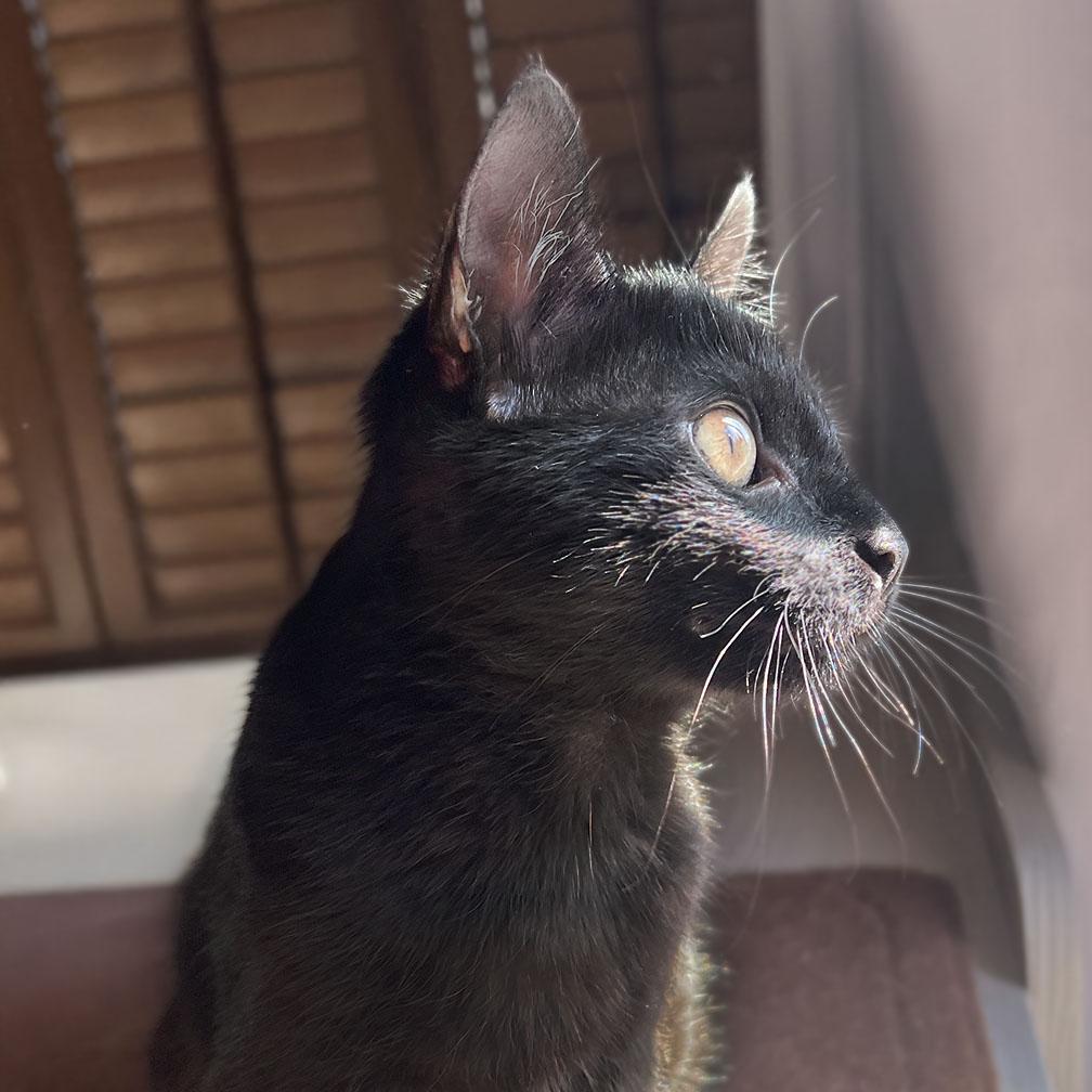 Enlarge Clea Sophia, a ADOPTABLE American Shorthair in Laguna Beach, CA image 3/6