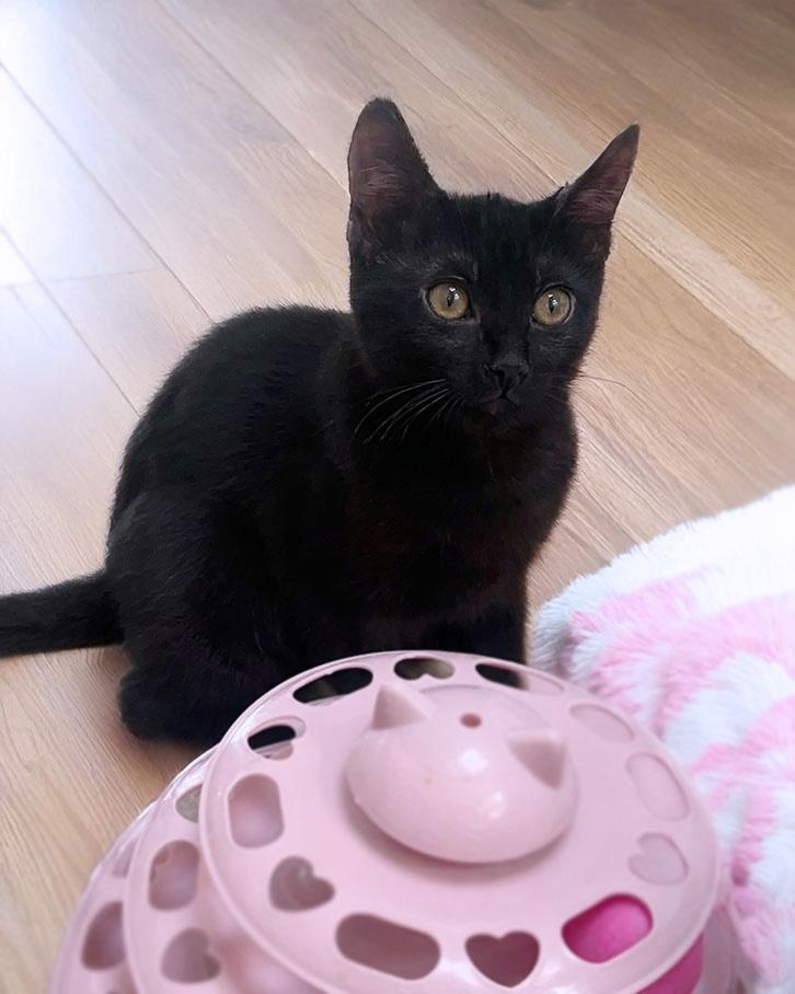 Enlarge Clea Sophia, a ADOPTABLE American Shorthair in Laguna Beach, CA image 5/6